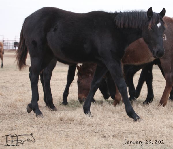 Blue Jo Hancock's 2020 Black Filly